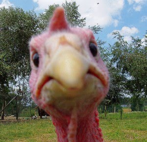 angry-turkey.jpg